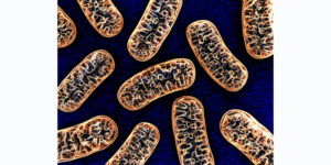 Lee más sobre el artículo TU RENDIMIENTO AL DESCUBIERTO: UN ANÁLISIS DE ADN MITOCONDRIAL PODRÍA REVELAR CÓMO TU CUERPO SE ADAPTA AL EJERCICIO.