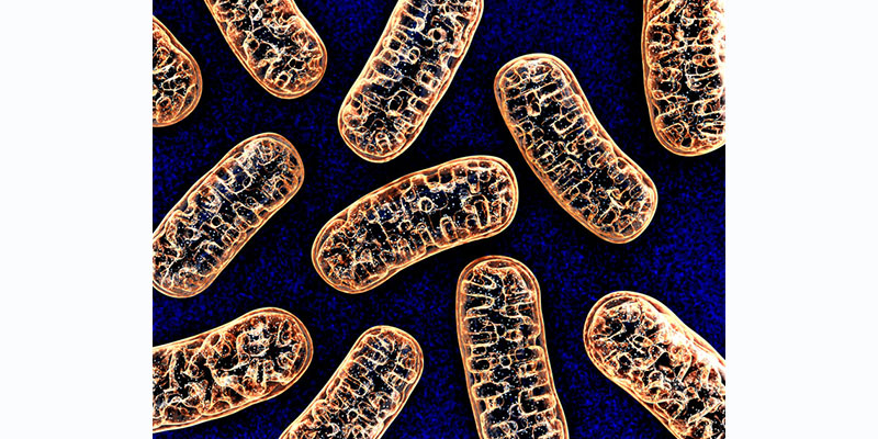 Lee más sobre el artículo TU RENDIMIENTO AL DESCUBIERTO: UN ANÁLISIS DE ADN MITOCONDRIAL PODRÍA REVELAR CÓMO TU CUERPO SE ADAPTA AL EJERCICIO.